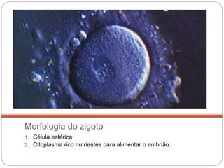 Morfologia do zigoto
1. Célula esférica;
2. Citoplasma rico nutrientes para alimentar o embrião.
 