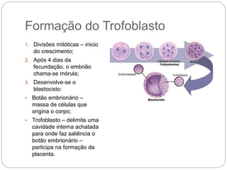 Formação do Trofoblasto
1. Divisões mitóticas – inicio
do crescimento;
2. Após 4 dias da
fecundação, o embrião
chama-se mórula;
3. Desenvolve-se o
blastocisto:
• Botão embrionário –
massa de células que
origina o corpo;
• Trofoblasto – delimita uma
cavidade interna achatada
para onde faz saliência o
botão embrionário –
participa na formação da
placenta.
 