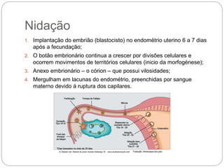 Nidação
1. Implantação do embrião (blastocisto) no endométrio uterino 6 a 7 dias
após a fecundação;
2. O botão embrionário continua a crescer por divisões celulares e
ocorrem movimentos de territórios celulares (inicio da morfogénese);
3. Anexo embrionário – o córion – que possui vilosidades;
4. Mergulham em lacunas do endométrio, preenchidas por sangue
materno devido á ruptura dos capilares.
 