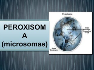 PEROXISOM
A
(microsomas)
 