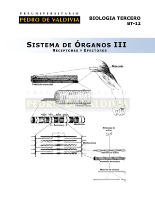 BIOLOGIA TERCERO
                                    BT-12




S ISTEMA DE Ó RGANOS III
      RECEPTORES   Y   EFECTORES
 