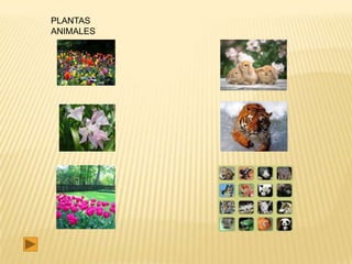 PLANTAS
ANIMALES
 