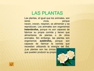 LAS PLANTAS
Las plantas, al igual que los animales, son
seres              vivos,           porque
nacen, crecen, respiran, se alimentan y se
reproducen. Los animales son organismos
heterótrofos, porque no son capaces de
fabricar su propia comida y tienen que
alimentarse de plantas o de otros
animales. Sin embargo, las plantas son
organismos autótrofos, porque son
capaces de fabricar la comida que
necesitan utilizando la energía del Sol.
¡Las plantas son los únicos seres vivos
que pueden producir su propio alimento.
 