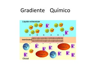 Gradiente Químico
 