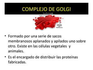 COMPLEJO DE GOLGI



• Formado por una serie de sacos
  membranosos aplanados y apilados uno sobre
  otro. Existe en las células vegetales y
  animales.
• Es el encargado de distribuir las proteínas
  fabricadas.
 