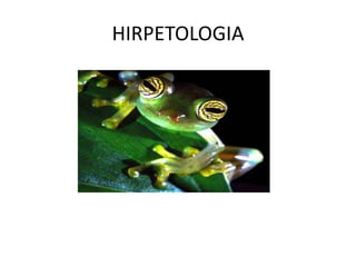 HIRPETOLOGIA
 