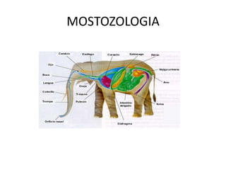 MOSTOZOLOGIA
 