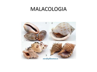 MALACOLOGIA
 