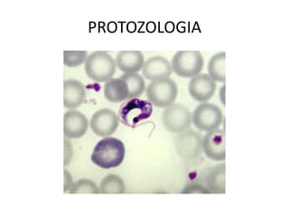 PROTOZOLOGIA
 