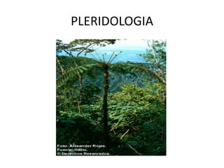 PLERIDOLOGIA
 