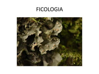FICOLOGIA
 