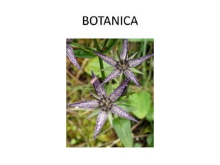 BOTANICA
 