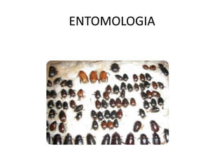 ENTOMOLOGIA
 