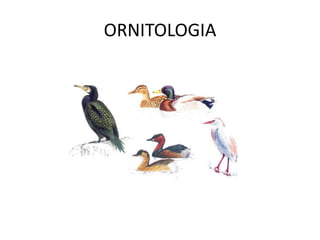 ORNITOLOGIA
 