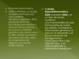 El ácido ribonucleico (ARN o RNA)es un ácido nucleico formado por una cadena de ribonucleótidos. Está presente tanto en las células procariotas como en las eucariotas, y es el único material genético de ciertos virus. El ARN celular es lineal y de hebra sencilla, pero en el genoma de algunos virus es de doble hebra.El ácido desoxirribonucleico,  ADN (también DNA), es un tipo de ácido nucleico, una macromolécula que forma parte de todas las células. Contiene la información genética usada en el desarrollo y el funcionamiento de los organismos vivos conocidos y de algunos virus, y es responsable de su transmisión hereditaria.