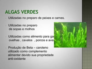 -   Utilizadas no preparo de peixes e carnes.

-   Utilizadas no preparo
    de sopas e molhos

-   Utilizadas como alimento para gado ,
    ovelhas , cavalos , porcos e aves.

-   Produção de Beta – caroteno
    utilizado como complemento
    alimentar devido sua propriedade
    anti-oxidante
 