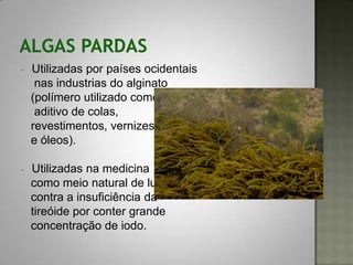 -   Utilizadas por países ocidentais
     nas industrias do alginato
    (polímero utilizado como
     aditivo de colas,
    revestimentos, vernizes
    e óleos).

-   Utilizadas na medicina
    como meio natural de luta
    contra a insuficiência da
    tireóide por conter grande
    concentração de iodo.
 