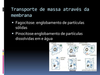 Transporte de massa através da
membrana
 Fagocitose: englobamento de partículas
  sólidas
 Pinocitose:englobamento de partículas
  dissolvidas em e água
 