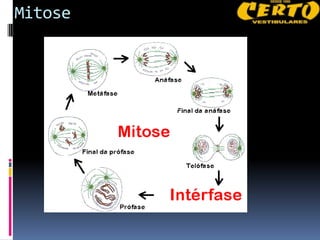 Mitose
 