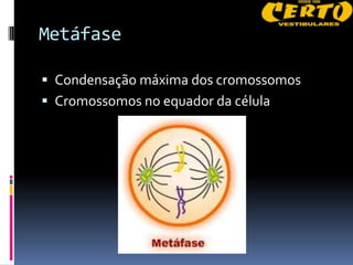 Metáfase

 Condensação máxima dos cromossomos
 Cromossomos no equador da célula
 