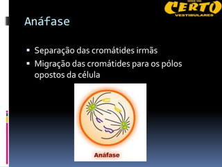 Anáfase

 Separação das cromátides irmãs
 Migração das cromátides para os pólos
  opostos da célula
 