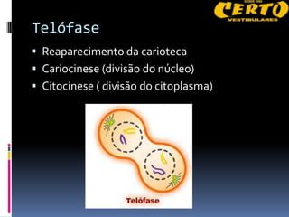 Telófase
 Reaparecimento da carioteca
 Cariocinese (divisão do núcleo)
 Citocinese ( divisão do citoplasma)
 