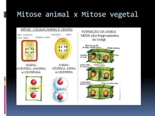 Mitose animal x Mitose vegetal
 