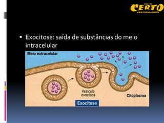  Exocitose: saída de substâncias do meio
  intracelular
 