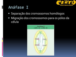 Anáfase I
 Separação dos cromossomos homólogos
 Migração dos cromossomos para os pólos da
  célula
 