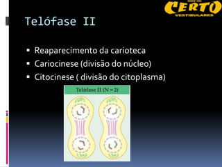Telófase II

 Reaparecimento da carioteca
 Cariocinese (divisão do núcleo)
 Citocinese ( divisão do citoplasma)
 