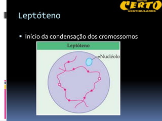 Leptóteno

 Início da condensação dos cromossomos
 