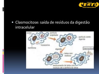  Clasmocitose: saída de resíduos da digestão
  intracelular
 