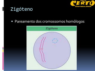 Zigóteno

 Pareamento dos cromossomos homólogos
 