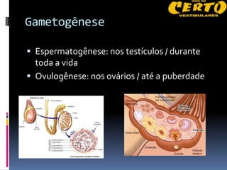 Gametogênese

 Espermatogênese: nos testículos / durante
  toda a vida
 Ovulogênese: nos ovários / até a puberdade
 