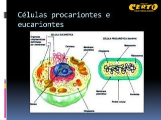 Células procariontes e
eucariontes
 