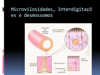 Microvilosidades, Interdigitaçõ
es e desmossomos
 