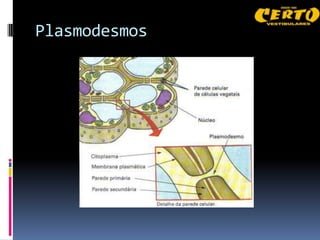 Plasmodesmos
 