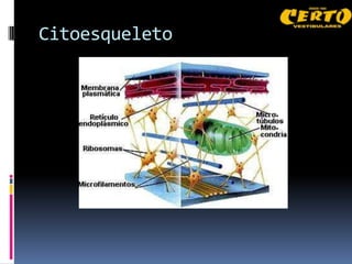 Citoesqueleto
 