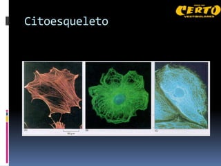 Citoesqueleto
 