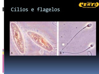 Cílios e flagelos
 