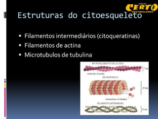 Estruturas do citoesqueleto

 Filamentos intermediários (citoqueratinas)
 Filamentos de actina
 Microtubulos de tubulina
 