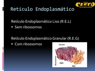 Retículo Endoplasmático

Retículo Endoplasmático Liso (R.E.L)
 Sem ribossomos


Retículo Endoplasmático Granular (R.E.G)
 Com ribossomos
 