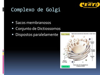 Complexo de Golgi

 Sacos membranosos
 Conjunto de Dictiossomos
 Dispostos paralelamente
 