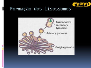 Formação dos lisossomos
 
