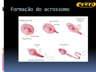 Formação do acrossomo
 