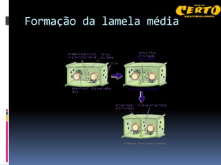 Formação da lamela média
 