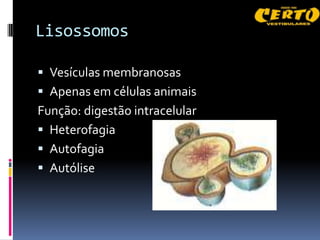 Lisossomos

 Vesículas membranosas
 Apenas em células animais
Função: digestão intracelular
 Heterofagia
 Autofagia
 Autólise
 