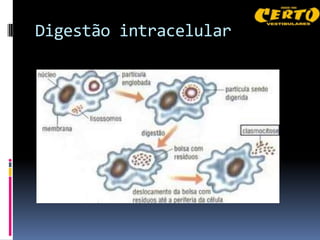 Digestão intracelular
 