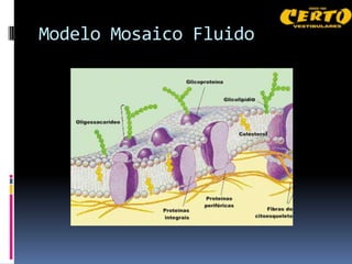 Modelo Mosaico Fluido
 