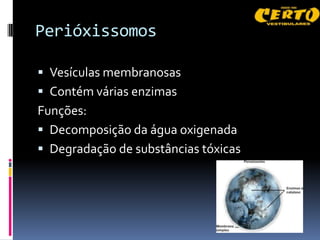 Perióxissomos

 Vesículas membranosas
 Contém várias enzimas
Funções:
 Decomposição da água oxigenada
 Degradação de substâncias tóxicas
 